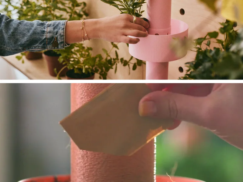 Plant